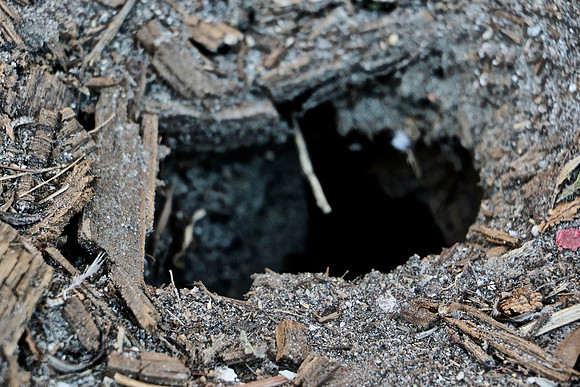 The Hole