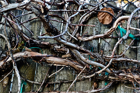 Vined Fence